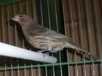 roodmussen, Vrouwelijk, Wildzangvogel