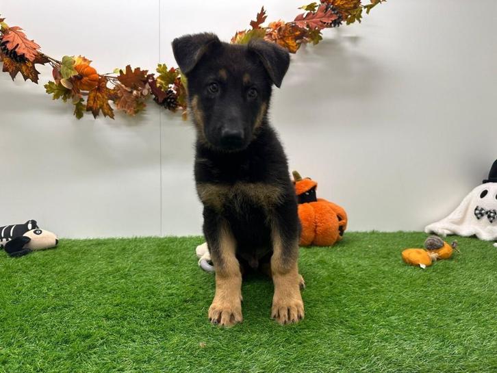 Duitse Herder pup, Dieren en Toebehoren, Honden | Herdershonden en Veedrijvers, Reu, Herder, Fokker | Professioneel, Eén hond