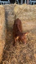 West vlaams rood dubbeldoel stierkalf, Dieren en Toebehoren, Mannelijk