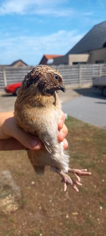 9 jongen kwartelhanen meerderen kleuren beschikbaar voor biedingen