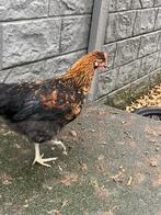 Jonge olijflegger haan, Dieren en Toebehoren, Pluimvee, Mannelijk, Kip