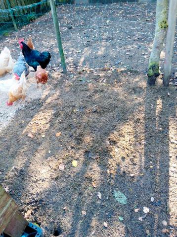 Dat is zo een jersey giant haan die mag niet weg is van 2024 beschikbaar voor biedingen