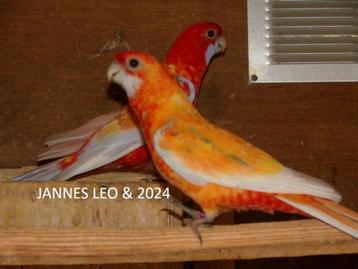 Parkieten . Penanten beschikbaar voor biedingen