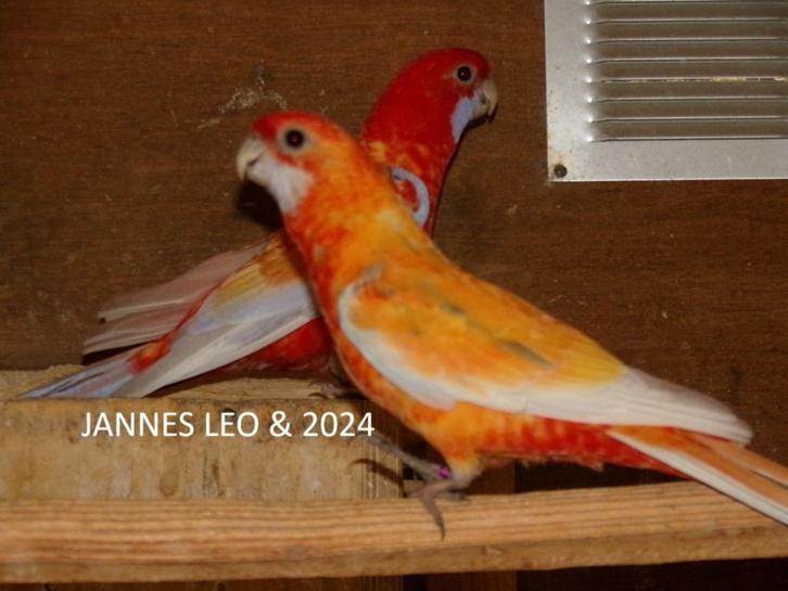 Parkieten . Penanten, Dieren en Toebehoren, Vogels | Parkieten en Papegaaien, Parkiet, Meerdere dieren, Geringd