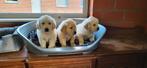 Golden Retriever pups, Golden retriever, Plusieurs, Hépatite contagieuse (maladie de Rubarth), Belgique