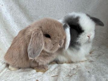 Bijzonder mooi lief handtam koppeltje Minilop konijntjes beschikbaar voor biedingen