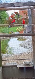 rosella, Dieren en Toebehoren