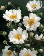 Anemone Andrea Atkinson, Ophalen
