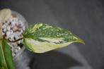 Philodendron Gloriosum Tricolor variegata, Maison & Meubles, Plantes d'intérieur, Enlèvement ou Envoi