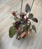 Philodendron pink princess marble, Enlèvement