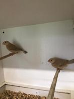 padda’s / rijstvogels