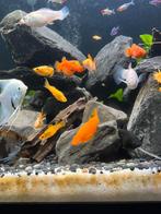 Molly vissen, Dieren en Toebehoren, Vis, Zoetwatervis, Schoolvis