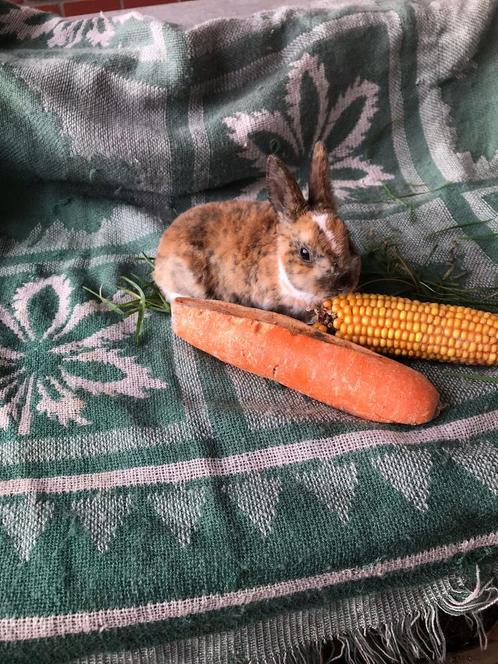 Konijn dwergkonijn konijnen dwergkonijnen Rex, Dieren en Toebehoren, Konijnen