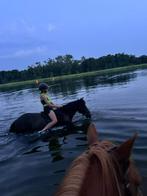 Allround c-pony, Dieren en Toebehoren, Pony's, Merrie, C pony (1.27m tot 1.37m), 11 jaar of ouder, Recreatiepony