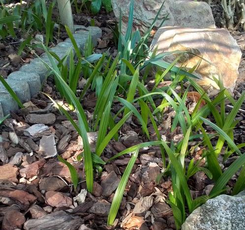 Jonge stevige Trachycarpus Fortunei, 10 stuks voor 10 euro., Tuin en Terras, Planten | Tuinplanten, Vaste plant, Volle zon, Zomer
