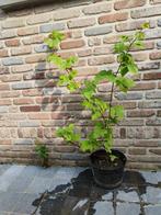Doornloze braambes, Ophalen, Volle zon, Vaste plant, Zomer