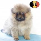 Lief klein Keesje (reutje) Belgische pup te koop, Dieren en Toebehoren, België, CDV (hondenziekte), 8 tot 15 weken, Eén hond