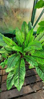 Bio Bloedzuring planten, Ophalen