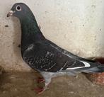Zware fond duivin  gebr. Brügemann  NL van 2023, Animaux & Accessoires, Oiseaux | Pigeons, Femelle, Pigeon voyageur
