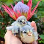 Araucana lavendel kuikens verwacht - kleurzuiver, Kip