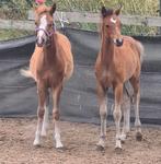 Welsh veulens met papier. Sectie A en B, Dieren en Toebehoren, Hengst, B, Gechipt