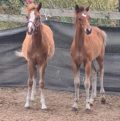 Welsh veulens met papier. Sectie A en B, Dieren en Toebehoren, Pony's, Hengst, B, Met stamboom, Gechipt, Ontwormd
