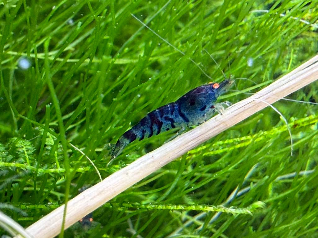 Tigres bleus aux yeux oranges, Animaux & Accessoires, Poissons | Poissons d'aquarium