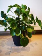 Pannekoekenplant/Pilea peperomioides, Huis en Inrichting, Kamerplanten, Ophalen