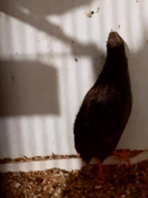Chinese dwerg kwartels, Dieren en Toebehoren, Vogels | Overige Vogels, Tropenvogel, Mannelijk