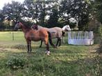 Volpension paddock paradise, Dieren en Toebehoren, Weidegang, 1 paard of pony