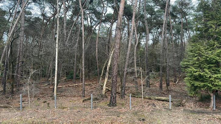 Gratis brandhout Oostkamp/Hertsberge, Jardin & Terrasse, Bois de chauffage, Autres essences de bois, 6 m³ ou plus, Enlèvement