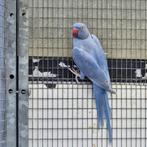 Halsband Parkieten, Meerdere dieren, Parkiet, Geringd