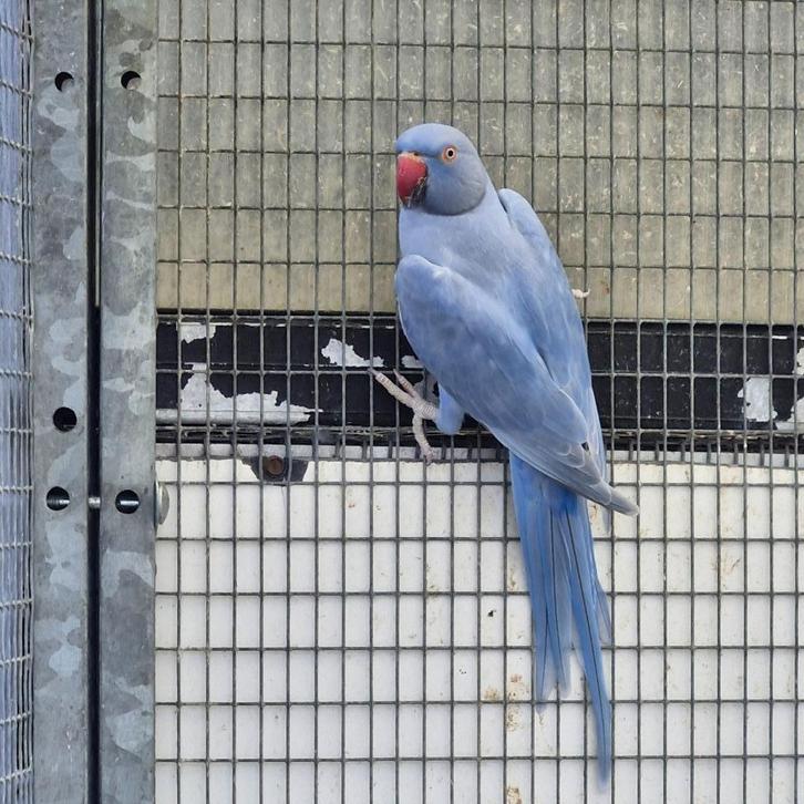 Halsband Parkieten, Dieren en Toebehoren, Vogels | Parkieten en Papegaaien, Parkiet, Meerdere dieren, Geringd
