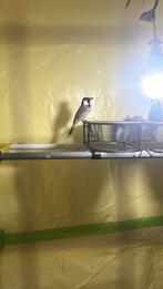 BuulBuul grote maat 3 koppels, Dieren en Toebehoren