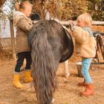 Weekendverblijf: Vintage huisjes in Ronse met pony-dag, Vakantie, Vakantie | Kinderen en Jeugd