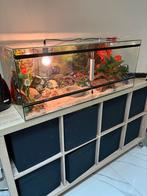 terrarium 100x40x40, Dieren en Toebehoren, Reptielen en Amfibieën | Toebehoren, Ophalen, Gebruikt
