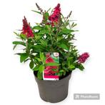 Buddleja in soorten, Tuin en Terras, Planten | Struiken en Hagen, Ophalen of Verzenden, Struik