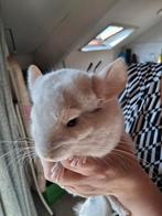 Chinchillas, Dieren en Toebehoren, Knaagdieren, Vrouwelijk, Chinchilla
