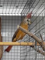 Vermiljoen kardinaal, Dieren en Toebehoren, Vogels | Overige Vogels