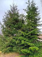 Nordmann kerstbomen ca 6m, Diversen, Kerst, Ophalen, Nieuw