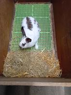 DEKRIJPE RAMMELAARS  TOP KRUISINGEN WVD/CALIFORNIAN/VLINDER, Mannelijk, Middelgroot