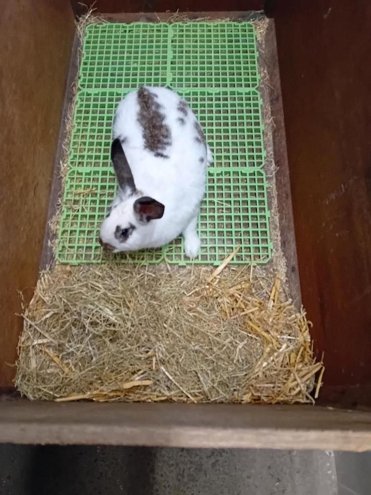 DEKRIJPE RAMMELAARS  TOP KRUISINGEN WVD/CALIFORNIAN/VLINDER, Dieren en Toebehoren, Konijnen, Middelgroot, Mannelijk