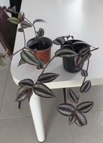 Kamerplant Tradescantia zebrina, Autres espèces, En pot, Plante à fleurs, Moins de 100 cm