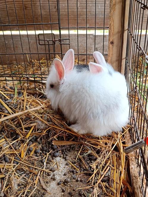 Dwerg konijntjes te koop, Dieren en Toebehoren, Konijnen, Klein, Meerdere dieren, 0 tot 2 jaar