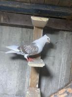 Duiven, Dieren en Toebehoren, Vogels | Duiven