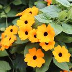 Suzanne met de mooie ogen, Tuin en Terras, Planten | Tuinplanten, Ophalen