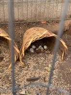 Broedeieren californische kuifkwartels, Dieren en Toebehoren, Pluimvee