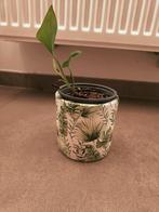 Bloempot met plant, Huis en Inrichting, Kamerplanten, Ophalen, Overige soorten, Halfschaduw, In pot