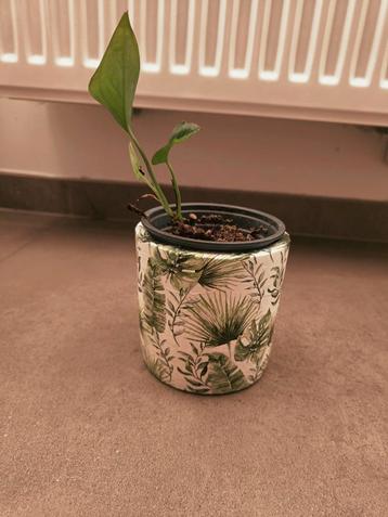 Bloempot met plant beschikbaar voor biedingen