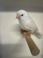 Kanaries, Dieren en Toebehoren, Vogels | Kanaries, Mannelijk, Kleurkanarie